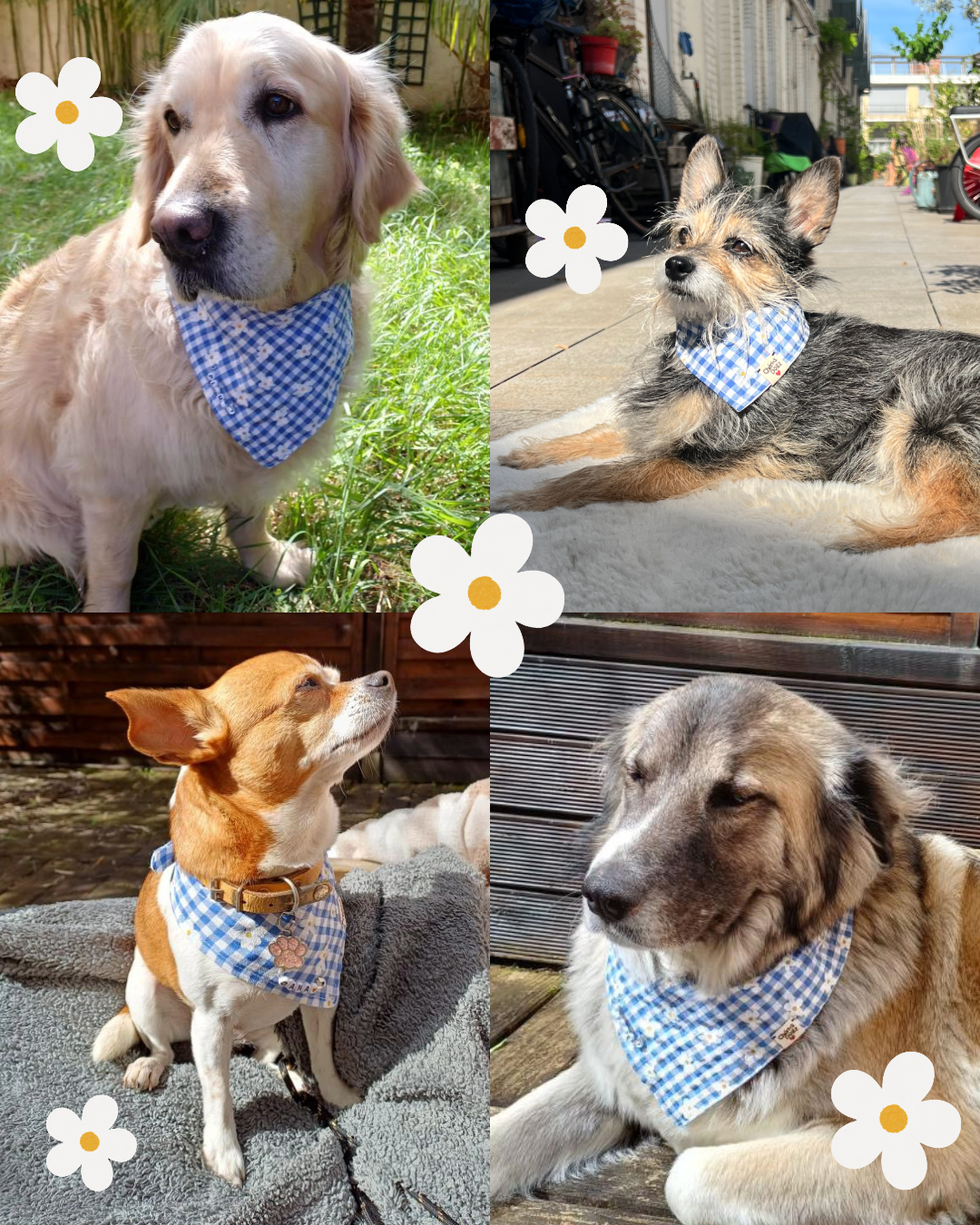 Bandana Marguerite 🌼 | Édition Ultra Limitée